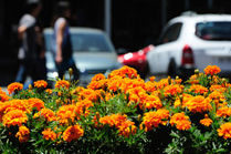 Défis voiture écologique Défis voiture écologique